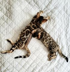 Bengal Kitten mit Stammbaum