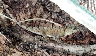 Nackenstachler Acanthosaura capra