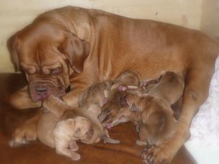 Bordeauxdoggen Welpen VDH/FCI Papiere