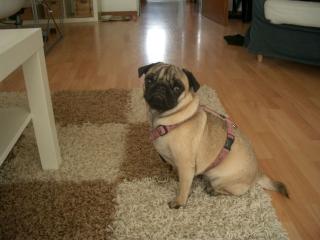 Mops Dame zu verkaufen
