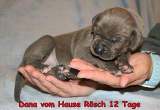 Deutsche Doggen Welpen Blau mit Papieren FCI/VDH