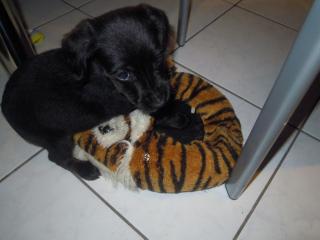 13 wochen alter pinscher mix rüde zu verkaufen für 150euro