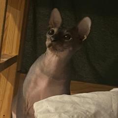 Biete kanadische Sphynx Dame