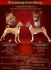 Basenji - Welpen ab 21. 12. 2021