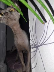 Suche ein liebevolles Zuhause für Sphynx mit Zubehör