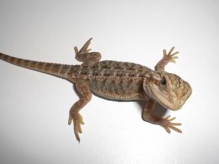 Bartagame Jungtiere abzugeben