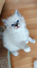 Heilige birma kitten