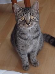Liebevolles junge Kätzchen und Katerchen
