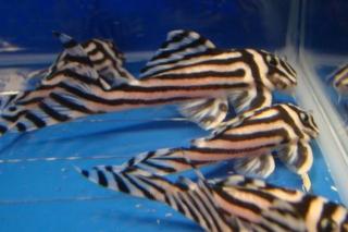 L046 Zebra Pleco zum Verkauf
