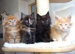 Kräftige Maine Coon Babys von einem sehr erfolgreichem Vater