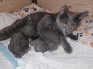 Chartreux, die echte Kartäuser, Kitten zu verkaufen