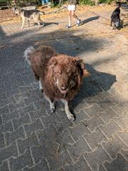 Australian Shepherd Rüde ca. 4-5 Jahre alt ist