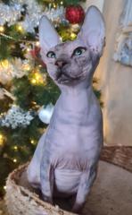 Sphynx Mädchen 8 Monate