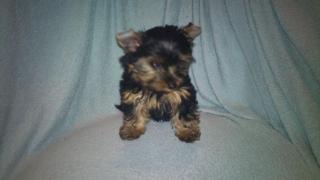 Yorky Welpen