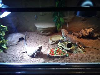 Terrarium mit komplettem Zubehör und 2 Bartagamen