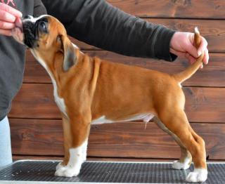 Boxer - welpen