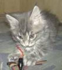 2Verschmuste Maine Coon Mix Babys