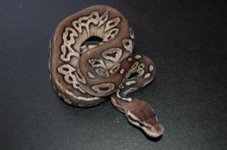 Adulter 1. 0 Mojave, 1. 0 100 Het Albino und 0. 1 Pewter Nz 2021