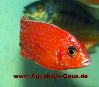 Aulonocara Fire Fisch und viele weitere Fische.