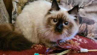 Wunderschöne Neva Masquarade Katze mit Stammbaum Sibirische Waldkatze