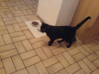 3 jahre alten Kater abzugeben