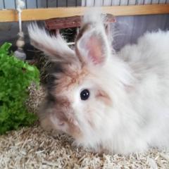 REXI und Fritzi - männlich ca. 4 Jahre Langhaar-Kaninchen Kastriert