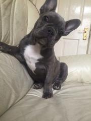 Französische Bulldogge-Welpen-Abholberei