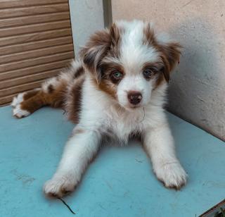 Mini Australian Shepherd