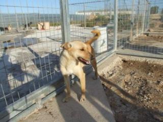 Labrador-Mix Mara
