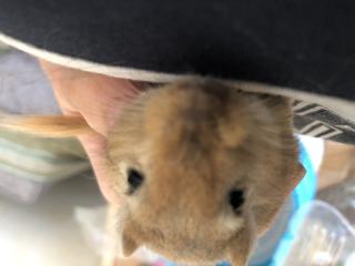 Rennmaus sucht neues Zuhause