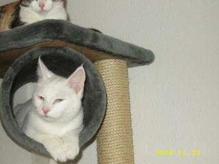Sehr schöner und sehr ruhiger BKH-Kater mit zwei ver. Augenfarbe