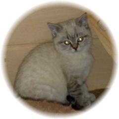 BKH Colourpoint Kitten in Seal-Tabby-Point abzugeben