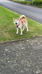 Akita inu Weibchen 8 Monate