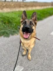 Trixie liebt kuscheln und Spaziergänge