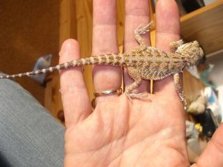Bartagamennachwuchs Pogona vitticeps