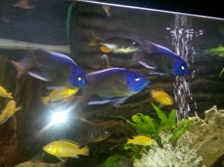 Kadango red fin und yellows