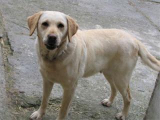 Labrador Hündin abzugeben