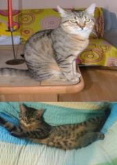 2 Kater suchen DRINGEND neues Zuhause Unkastriert