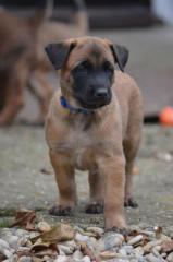 Welpe Belgischer Schäferhund Malinois Rüde mit Papiere