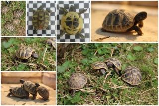 Griechische Landschildkröten Nachzuchten 2021 Gratis Informationsmappe Sepi