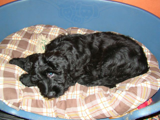 Briard-Welpen in fauve noire