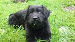 Altdeutsche Deutsche Schäferhund Welpen schwarz
