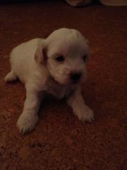 Malteser Welpen