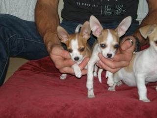 CHIHUAHUA WELPEN abzugeben