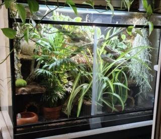 Kornnatter Amel aus 2021 inkl Terrarium