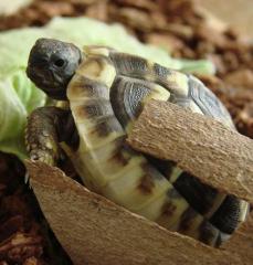 Griechische Landschildkröten weiblich