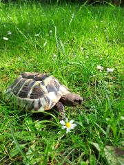 Griechische Landschildkröte, männlich, erwachsen