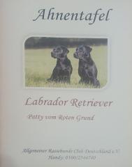Labradorwelpen suchen ein Zuhause