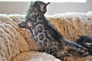 Wunderschöne Bengal Kitten in brown tabby rosetted aus liebevoller Hobbyzucht