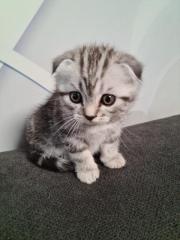 Süße BKH Britische Kurzhaar Katzen baby katzen suchen ein neues Zuhause